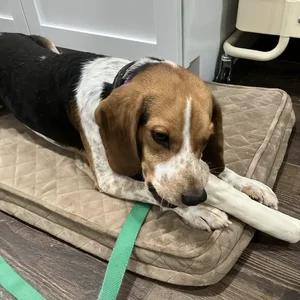 Enlarge Tom, a Adoptable Beagle in St. Paul, MN image 4/4