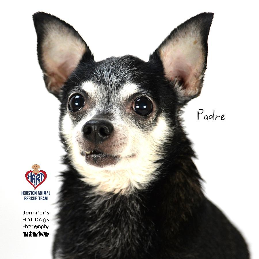 Padre, Adoptable, Senior Male Chihuahua.