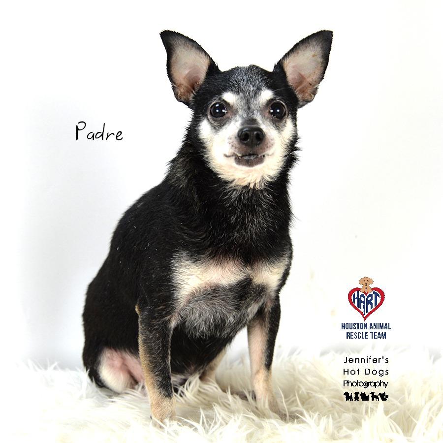 Padre, a Adoptable Chihuahua in Hockley, TX image 1/2