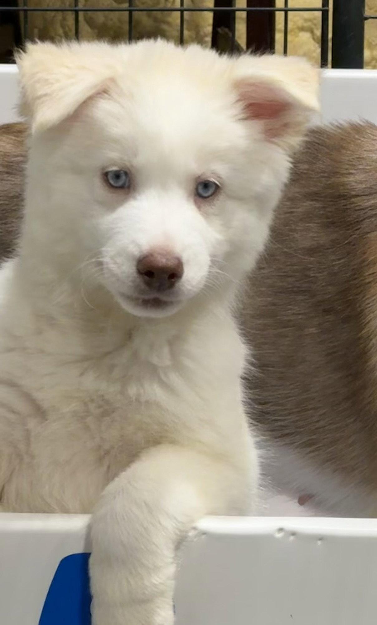 Chili Pepper, Adoptable, Puppy Female Siberian Husky & Great Pyrenees.
