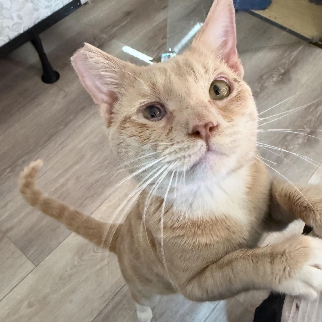 Enlarge Chance, a Adoptable Domestic Short Hair in Las Vegas, NV image 1/5