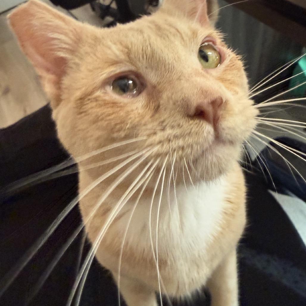 Enlarge Chance, a Adoptable Domestic Short Hair in Las Vegas, NV image 2/5
