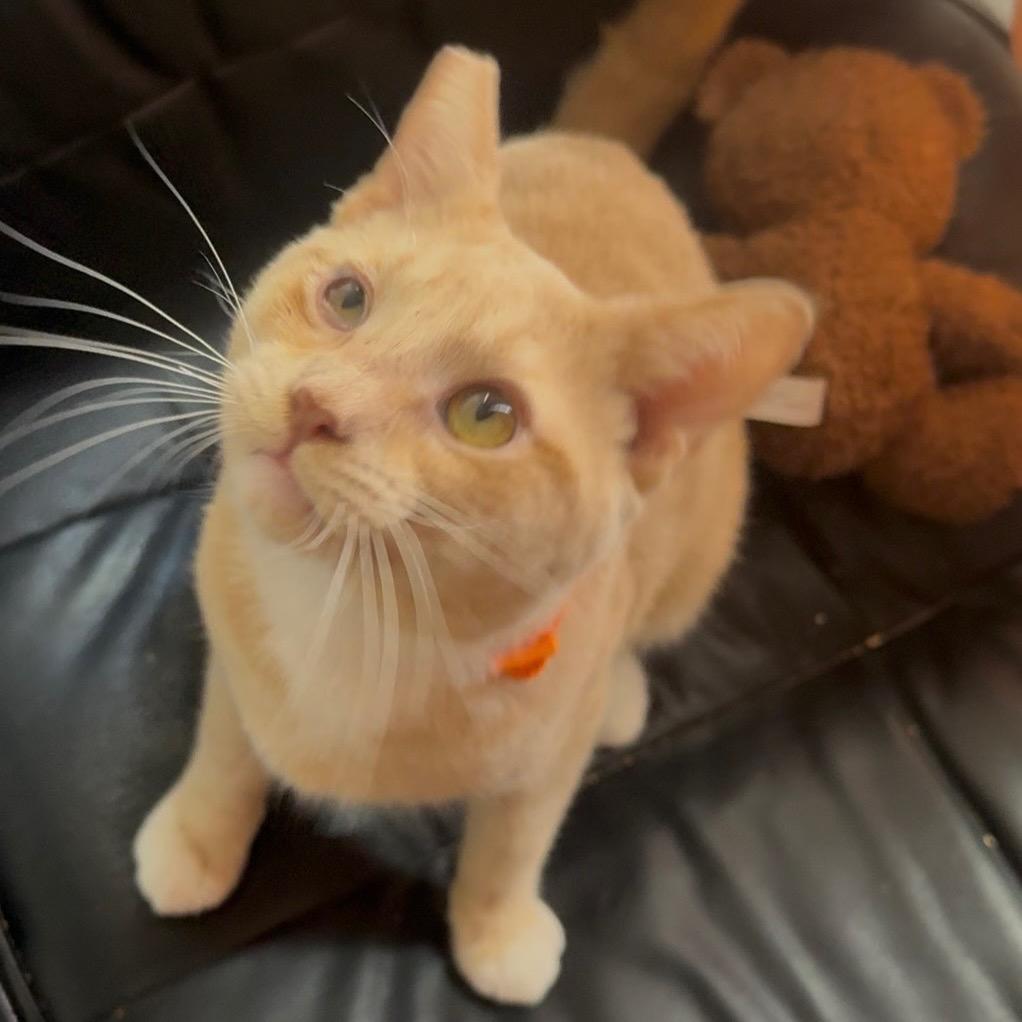 Enlarge Chance, a Adoptable Domestic Short Hair in Las Vegas, NV image 3/5