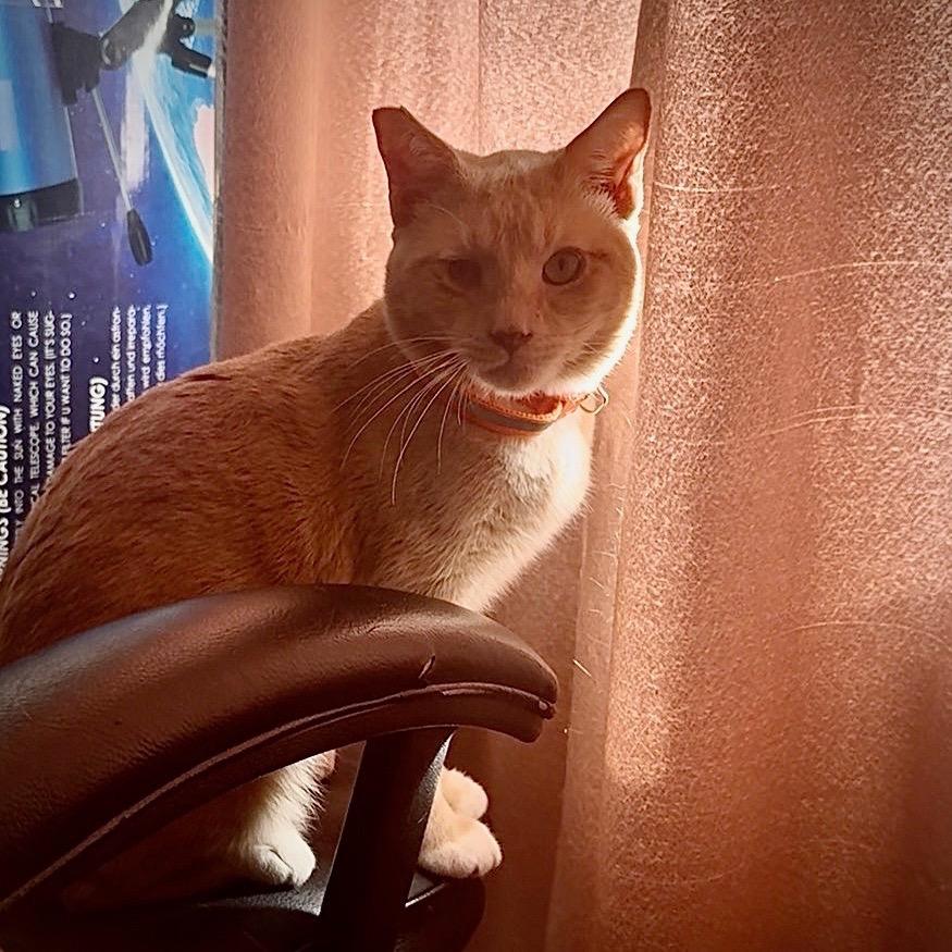 Enlarge Chance, a Adoptable Domestic Short Hair in Las Vegas, NV image 5/5