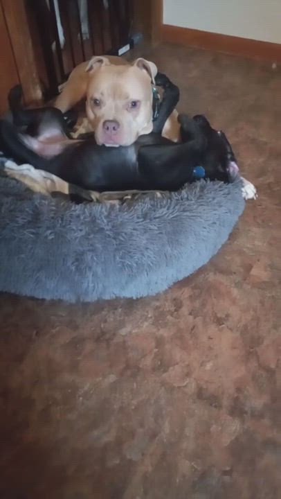 Enlarge Astra, a Adopted mixed breed in Huntington, WV video 3/5