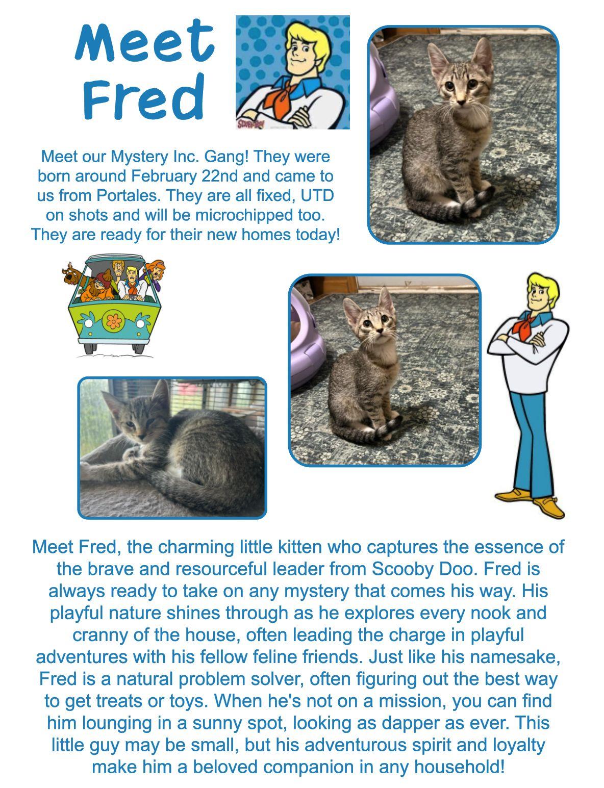 Fred, Young Male Domestic Short Hair