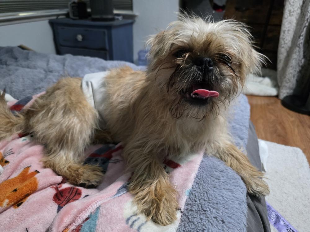 Koda, a Adopted mixed breed in Santa Rosa, CA image 1/5