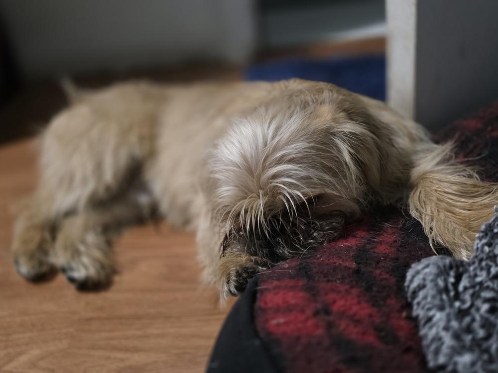 Koda, a Adopted mixed breed in Santa Rosa, CA image 4/5