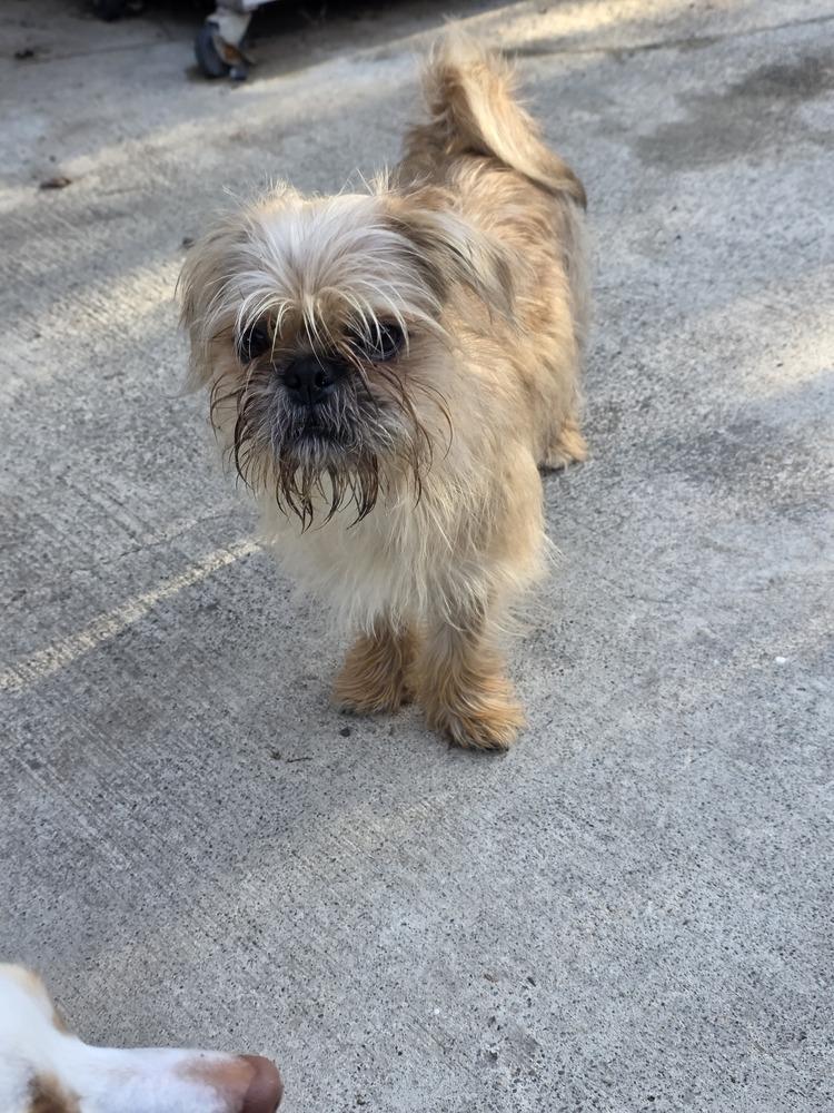 Koda, a Adopted mixed breed in Santa Rosa, CA image 5/5