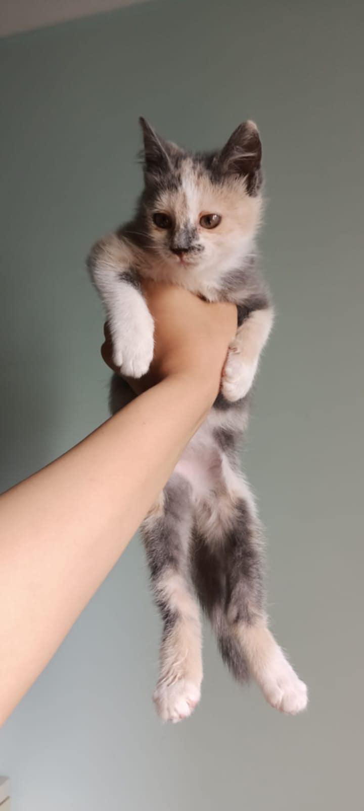 Viola, an adoptable Persian, Himalayan in Brampton, ON, L6P 2E9 | Photo Image 3