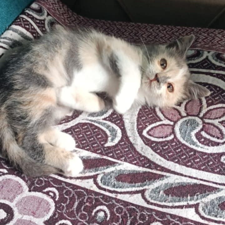 Viola, an adoptable Persian, Himalayan in Brampton, ON, L6P 2E9 | Photo Image 4