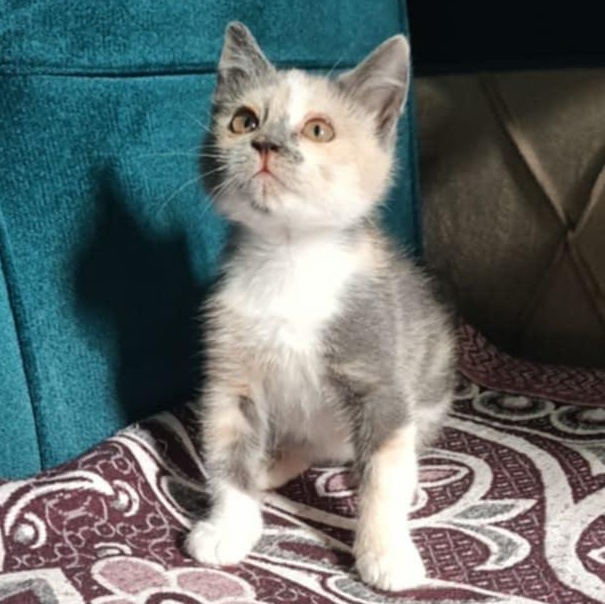 Viola, an adoptable Persian, Himalayan in Brampton, ON, L6P 2E9 | Photo Image 5