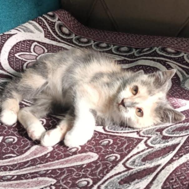 Viola, an adoptable Persian, Himalayan in Brampton, ON, L6P 2E9 | Photo Image 2