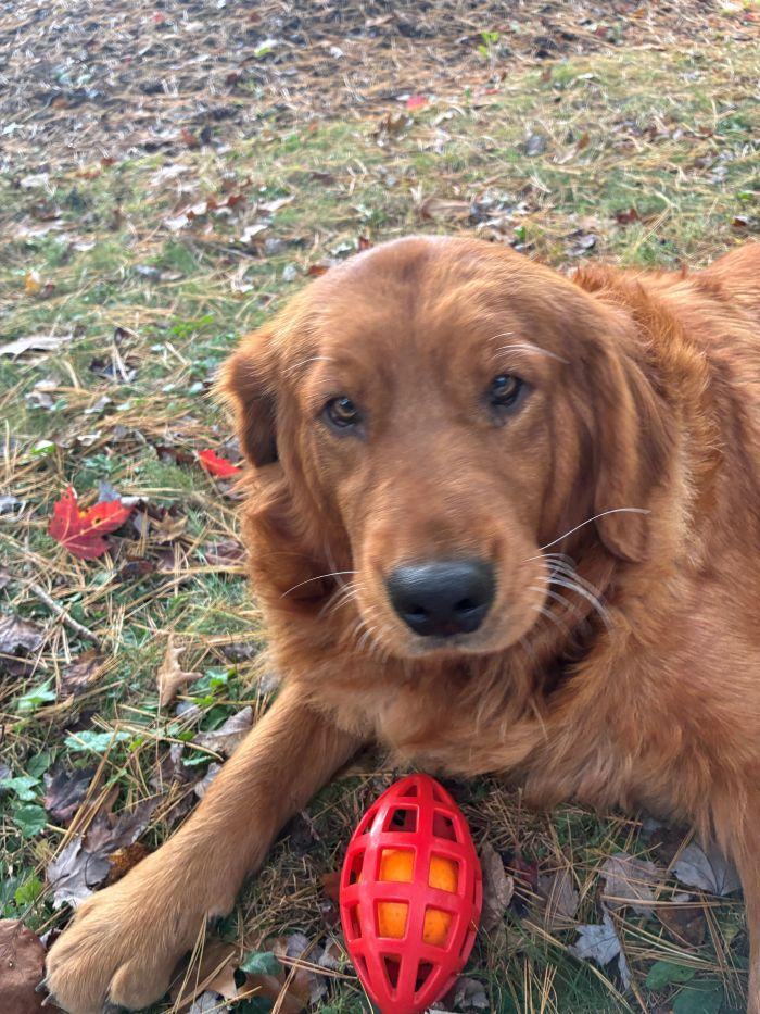 Twila, Adoptable, Adult Female Golden Retriever.