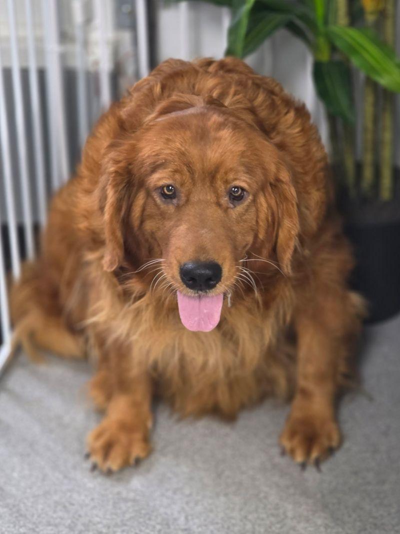 Enlarge Twila, a Adoptable Golden Retriever in Bath, OH image 2/3