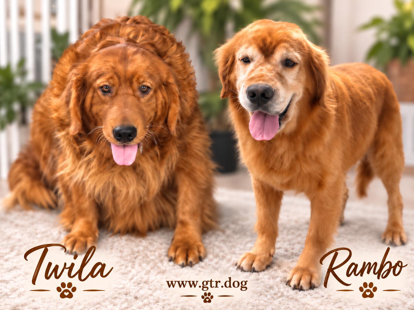 Enlarge Twila, a Adoptable Golden Retriever in Bath, OH image 3/3