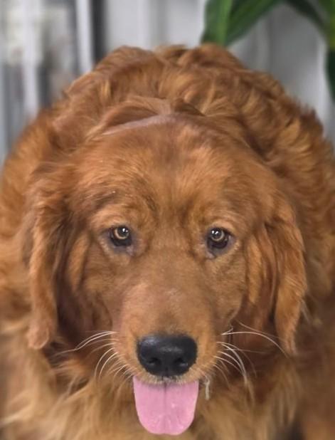 Twila, Adoptable, Adult Female Golden Retriever.