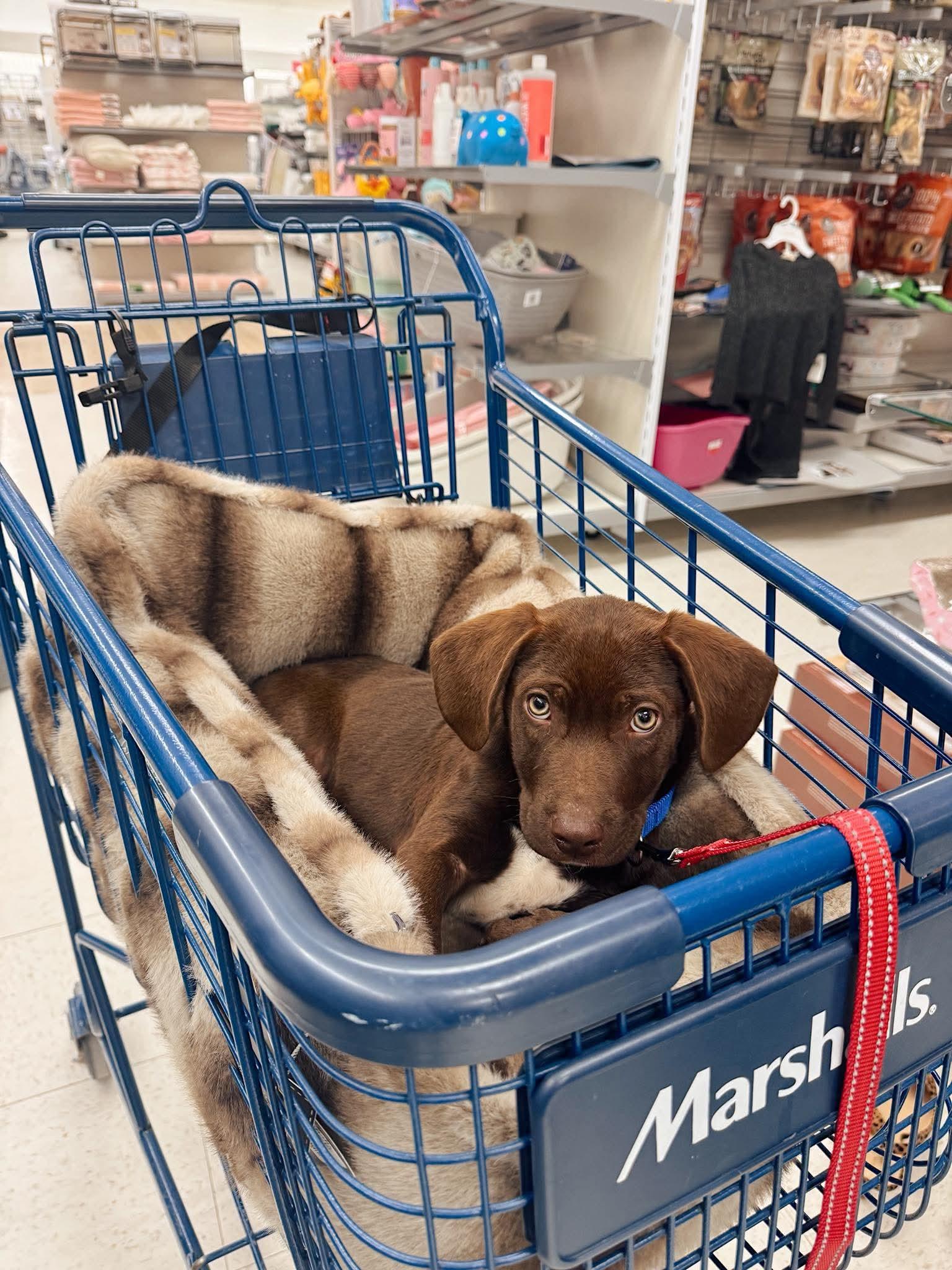Shakespeare, adopted, Puppy Male Chocolate Labrador Retriever & Hound.