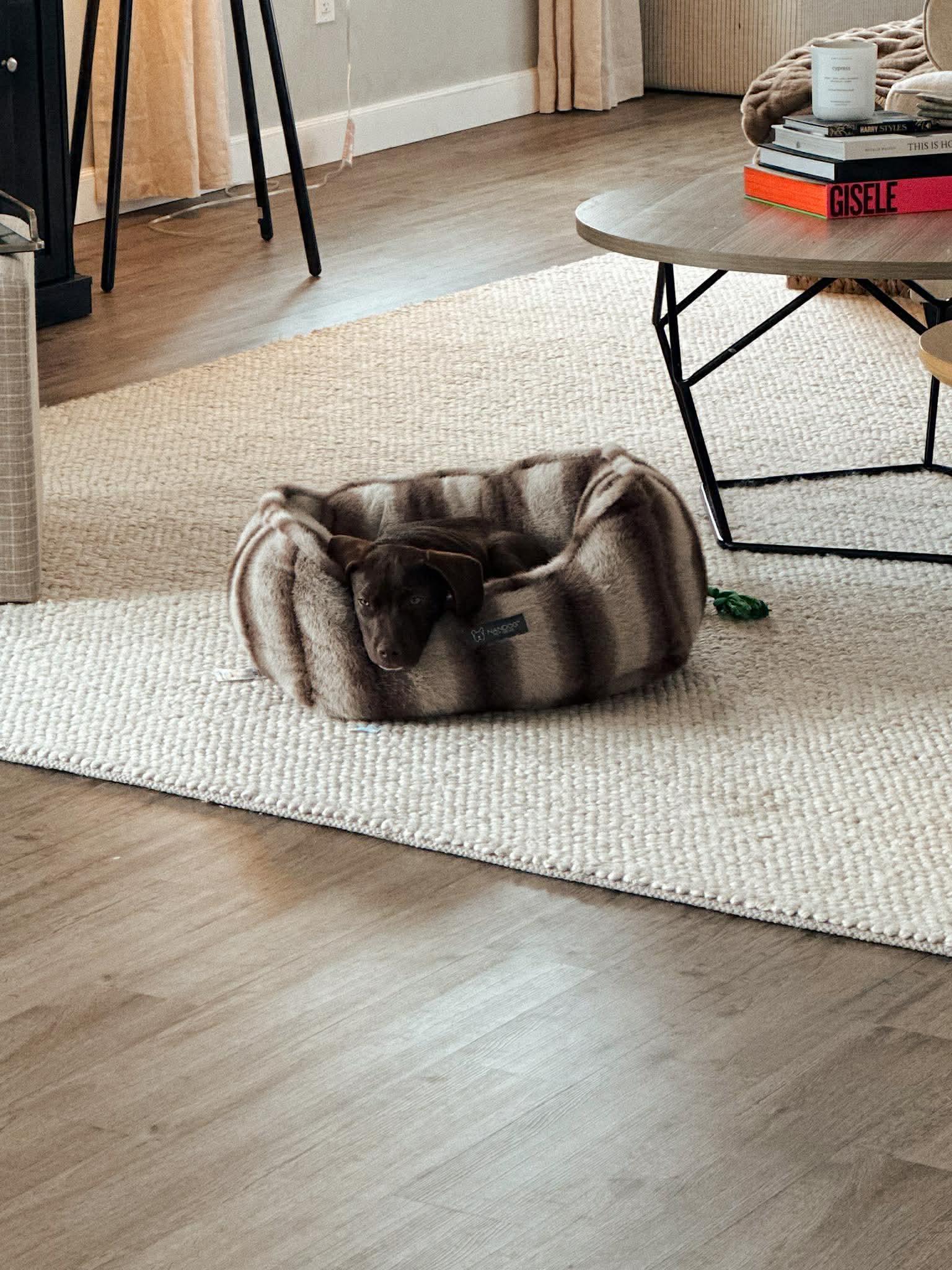 Enlarge Shakespeare, an adopted mixed breed in Billerica, MA image 4/4