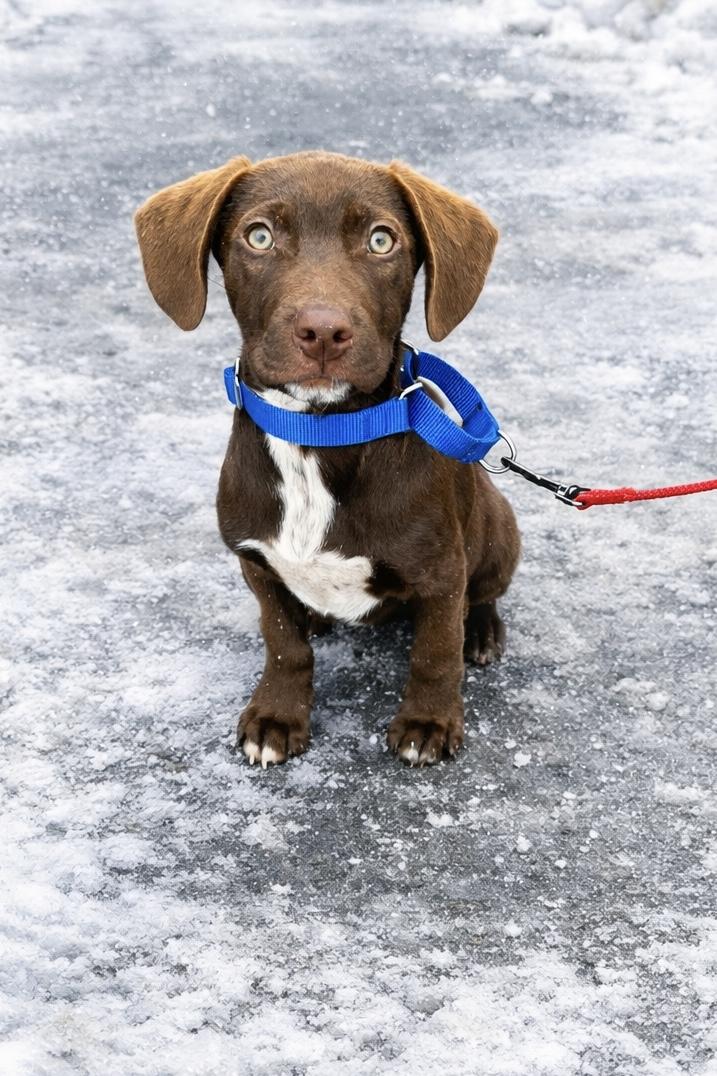 Enlarge Shakespeare, an adopted mixed breed in Billerica, MA image 3/4