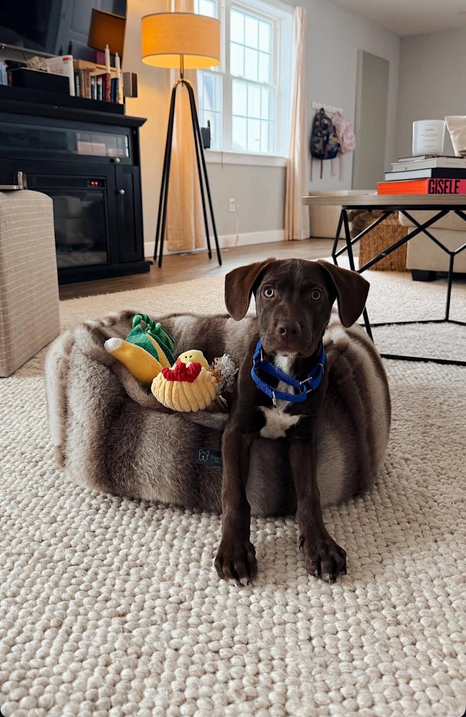 Enlarge Shakespeare, an adopted mixed breed in Billerica, MA image 2/4