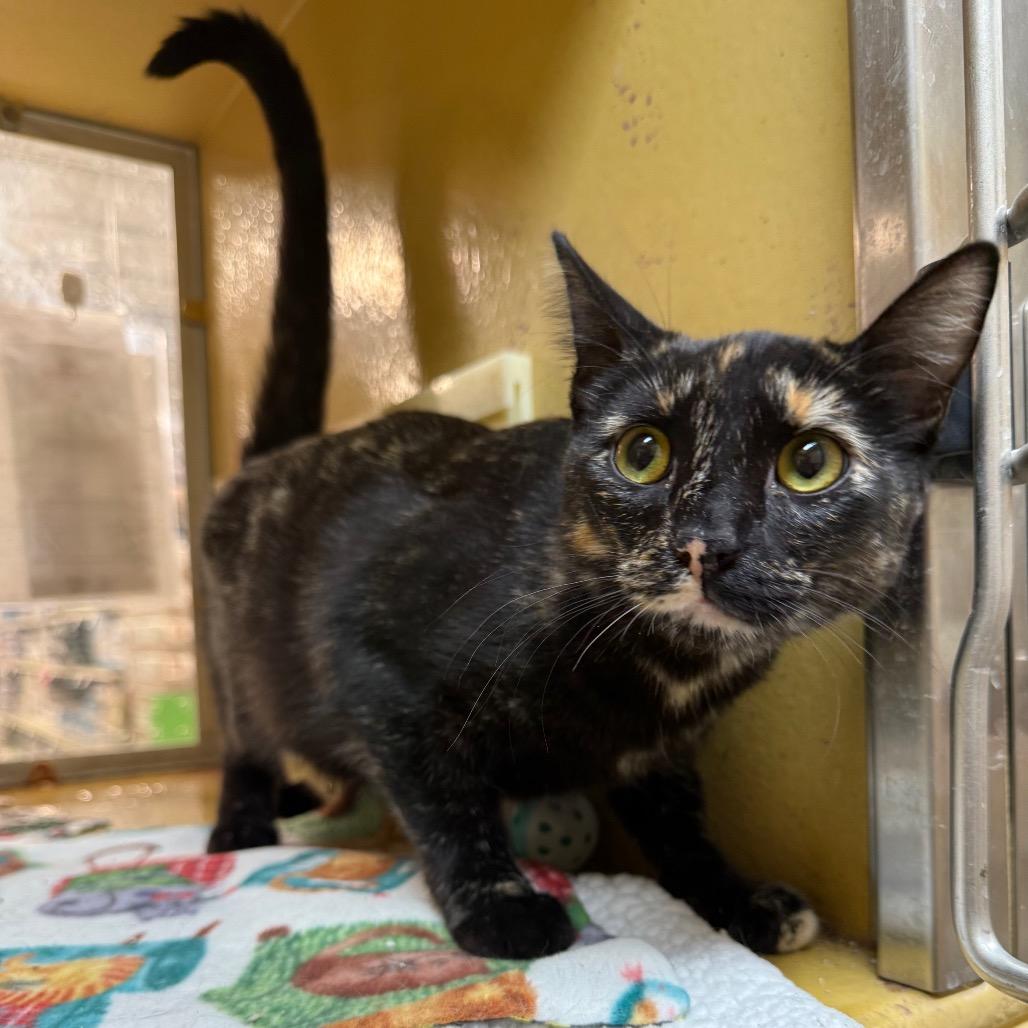 Salsa, Adoptable, Young Female Domestic Medium Hair.