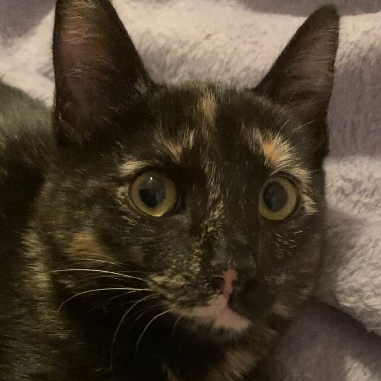 Salsa, Adoptable, Young Female Domestic Medium Hair.