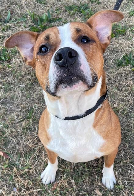 RAJAH, Adoptable, Young Male Pit Bull Terrier.