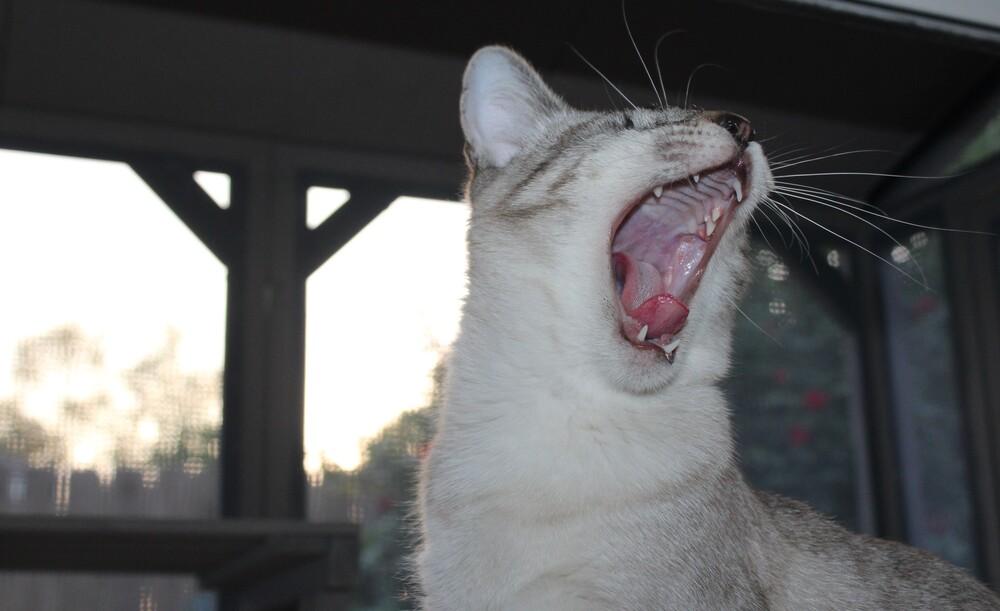 Blink, Adoptable, Kitten Male Siamese.