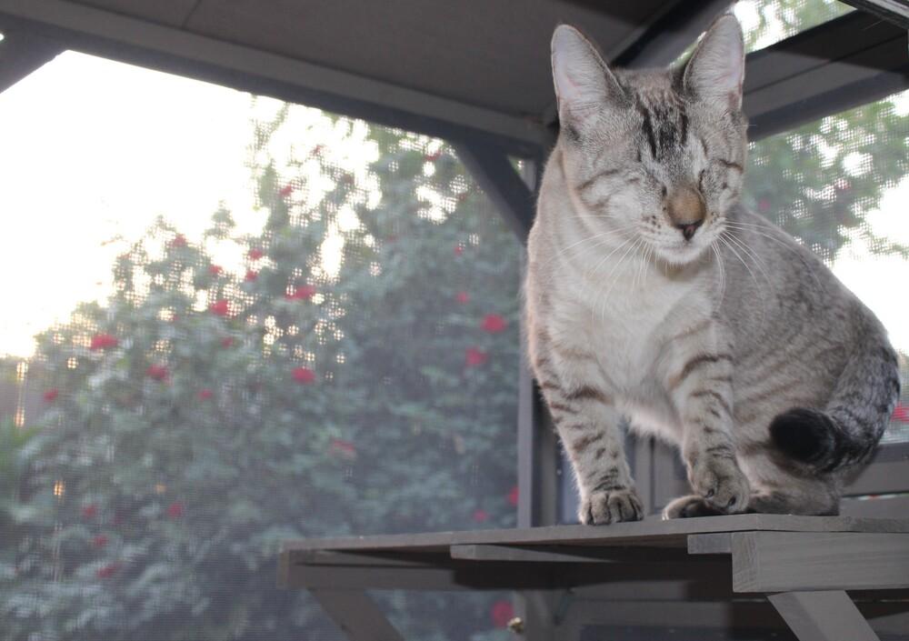 Enlarge Blink, a Adoptable mixed breed in Austin, TX image 2/6