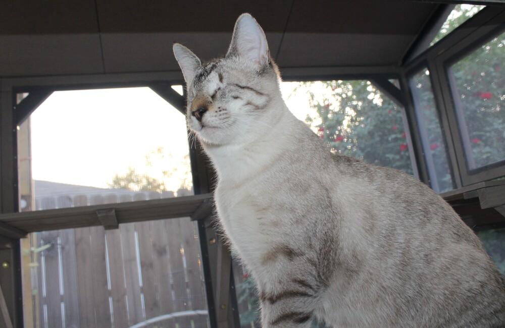 Enlarge Blink, a Adoptable mixed breed in Austin, TX image 3/6