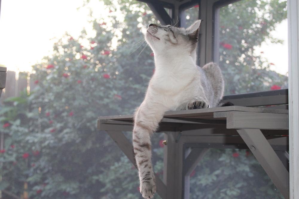 Enlarge Blink, a Adoptable mixed breed in Austin, TX image 4/6