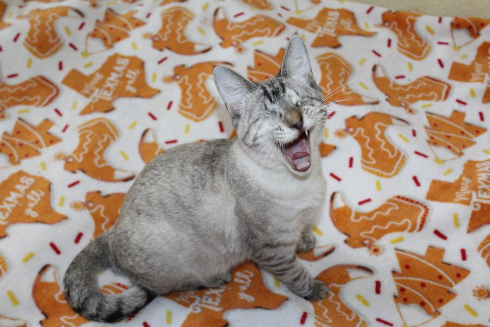 Enlarge Blink, a Adoptable mixed breed in Austin, TX image 5/6