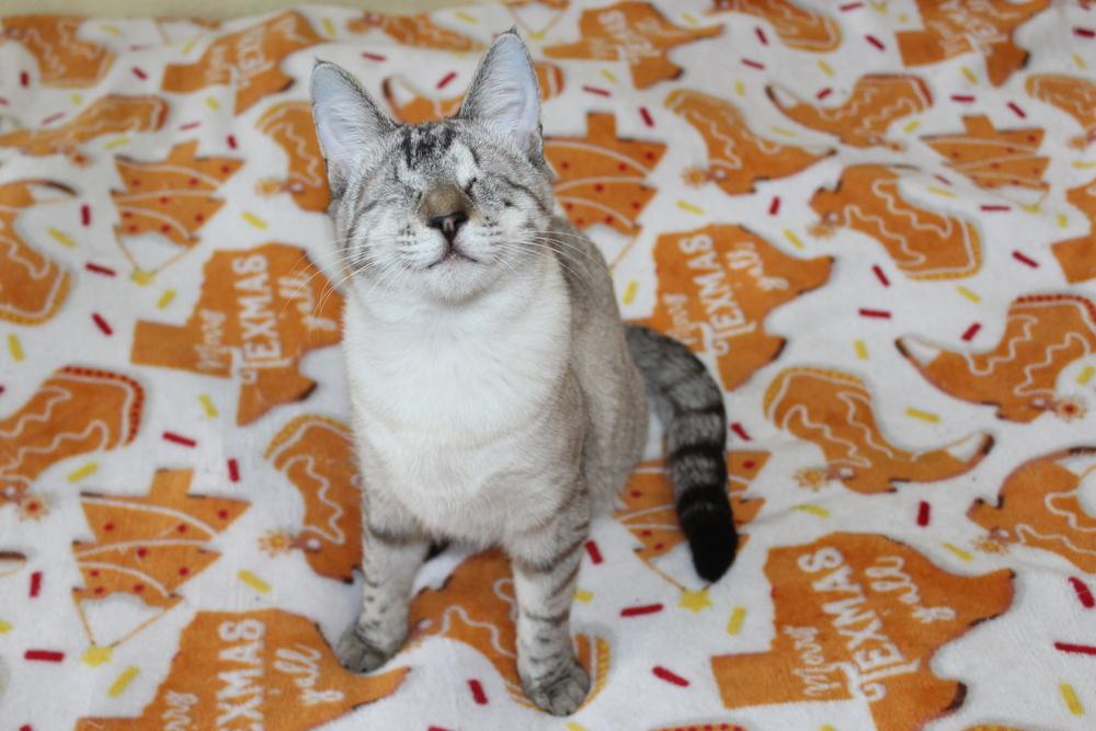 Enlarge Blink, a Adoptable mixed breed in Austin, TX image 6/6