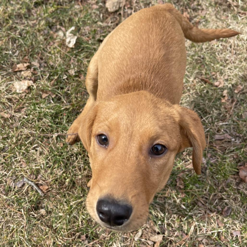 Enlarge Kiwi "K", a Adoptable mixed breed in New Fairfield, CT image 1/5
