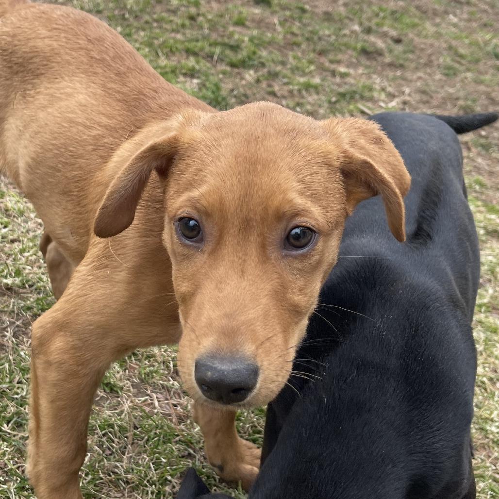 Enlarge Kiwi "K", a Adoptable mixed breed in New Fairfield, CT image 2/5