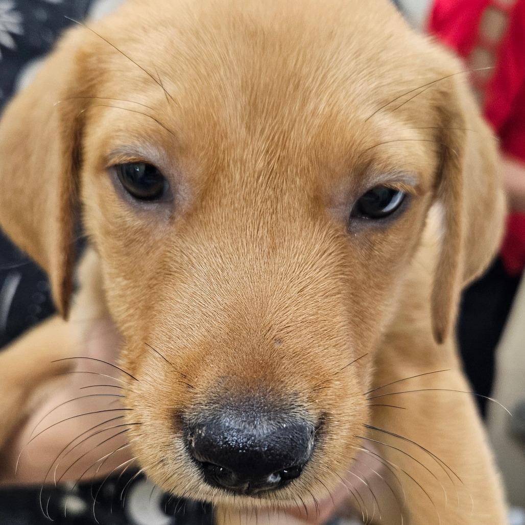 Enlarge Kiwi "K", a Adoptable mixed breed in New Fairfield, CT image 3/5