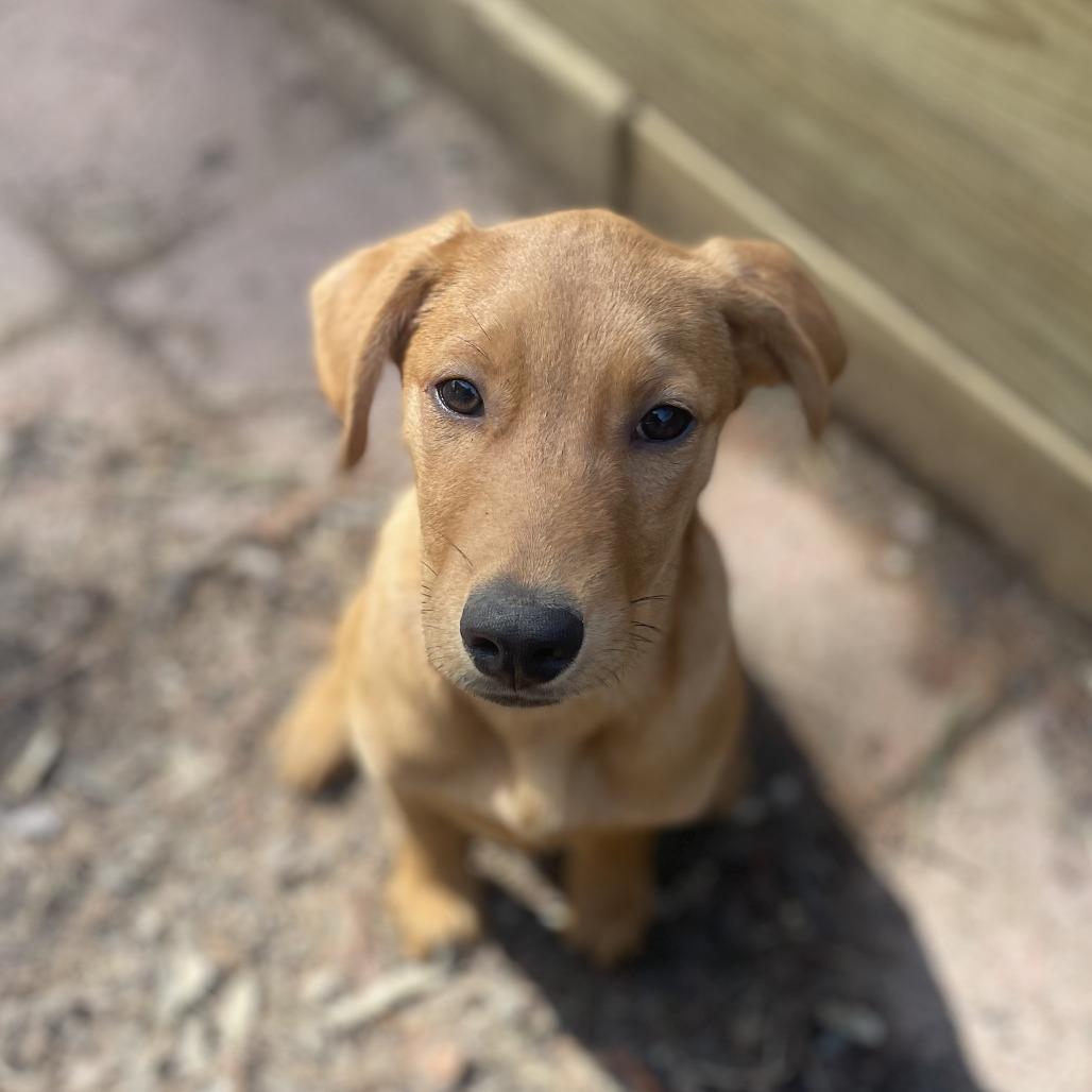 Enlarge Kiwi "K", a Adoptable mixed breed in New Fairfield, CT image 4/5