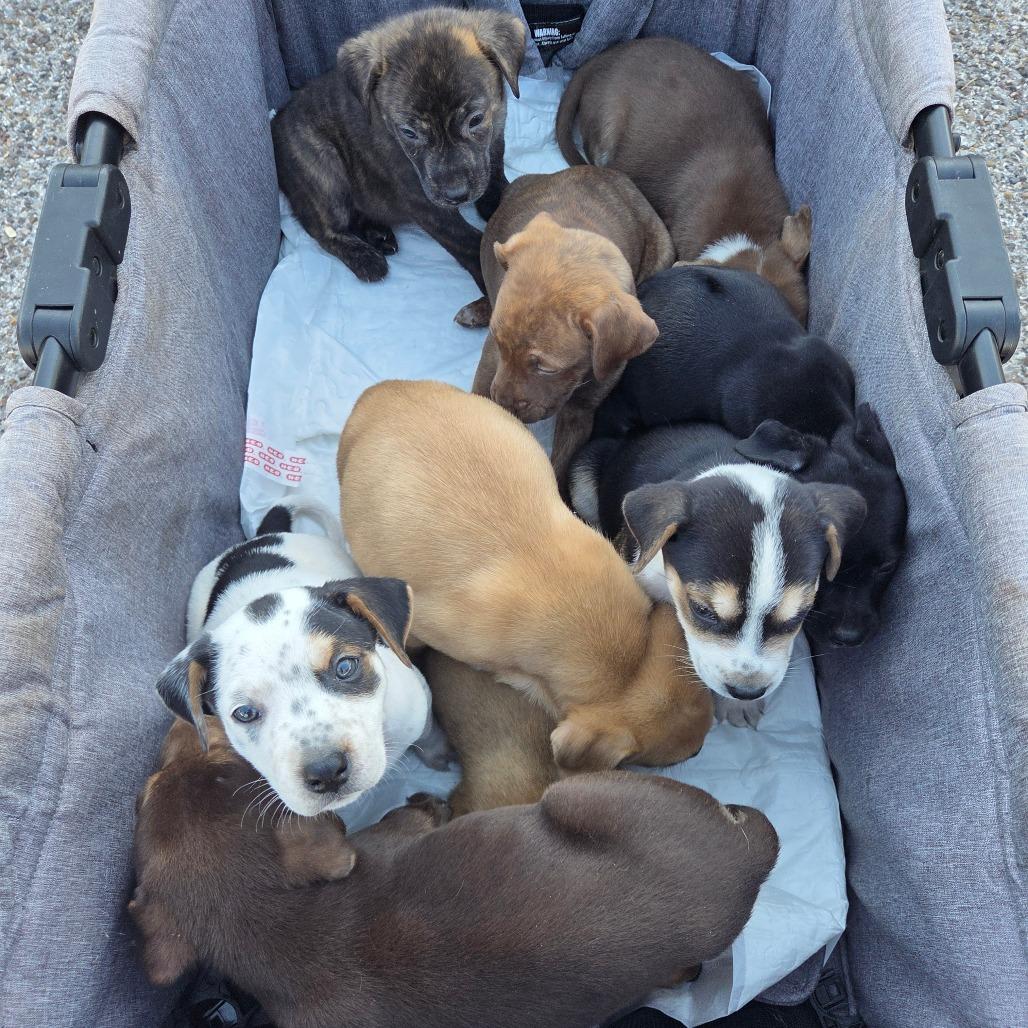 Enlarge Kiwi "K", a Adoptable mixed breed in New Fairfield, CT image 5/5