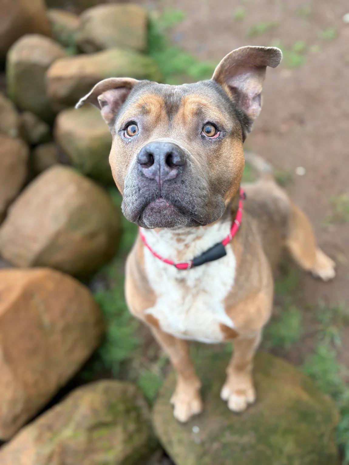 Enlarge Peanut, a ADOPTABLE Pit Bull Terrier in Portland, OR image 1/2