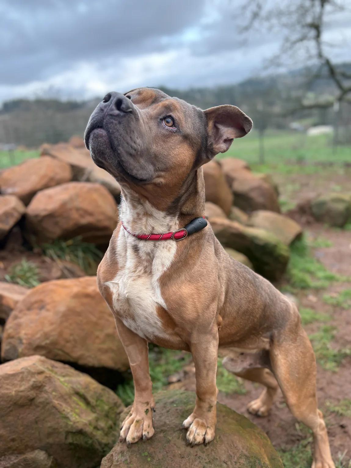 Enlarge Peanut, a ADOPTABLE Pit Bull Terrier in Portland, OR image 2/2