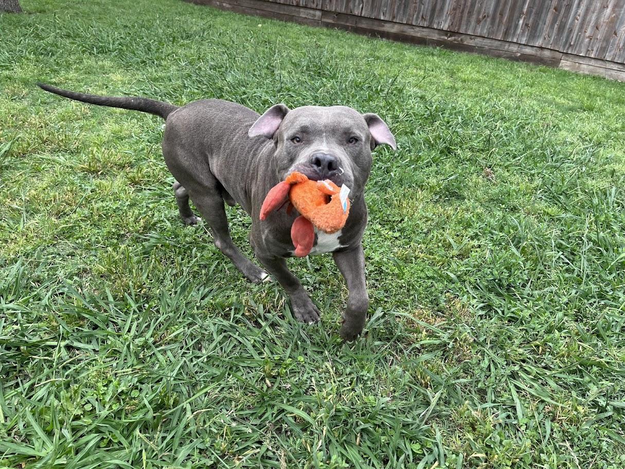 Goalie A216939 VIP, a ADOPTABLE Pit Bull Terrier in Plano, TX image 5/6