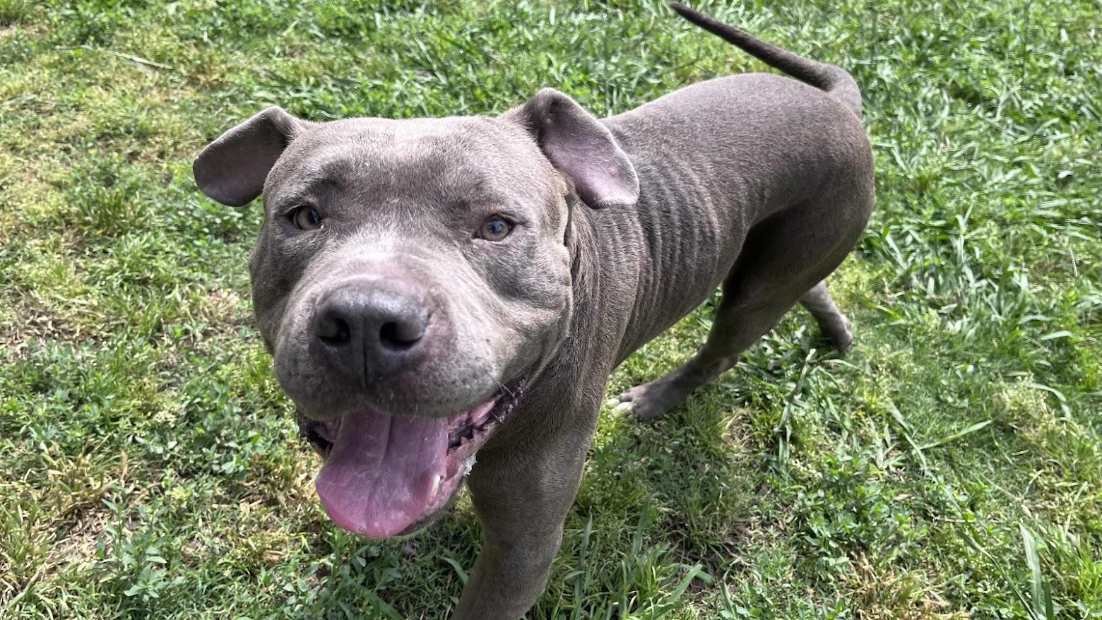 Goalie A216939 VIP, a ADOPTABLE Pit Bull Terrier in Plano, TX image 3/6