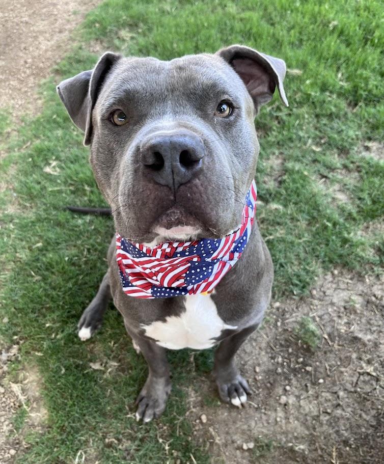 Goalie A216939 VIP, a ADOPTABLE Pit Bull Terrier in Plano, TX image 2/6