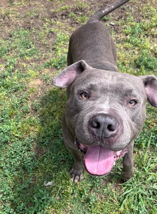 Goalie A216939 VIP, ADOPTABLE, Adult Male Pit Bull Terrier.
