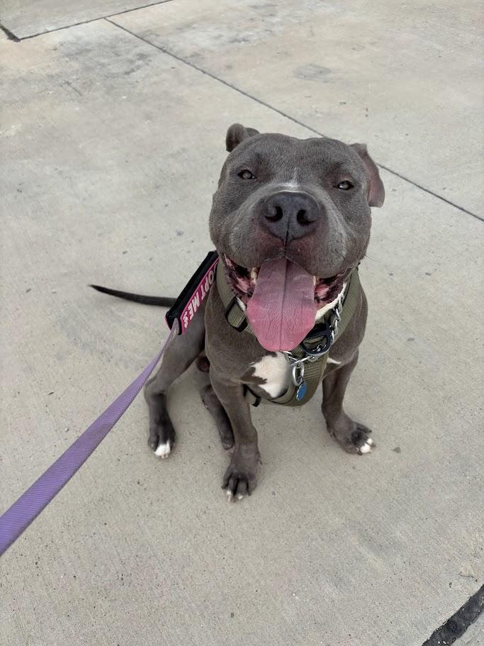 Goalie A216939 VIP, ADOPTABLE, Adult Male Pit Bull Terrier.