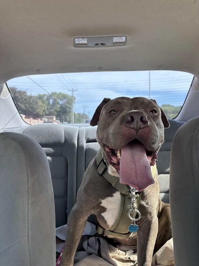Goalie A216939 VIP, a ADOPTABLE Pit Bull Terrier in Plano, TX image 6/6