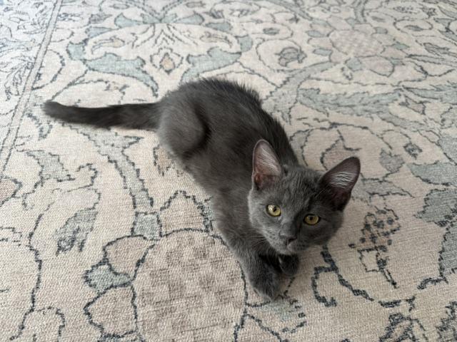 Enlarge Fig, a Adoptable Domestic Medium Hair in Denver, CO image 2/4