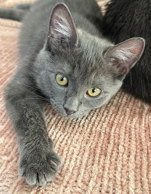 Fig, Adoptable, Kitten Female Domestic Medium Hair.