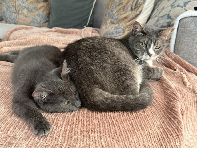 Enlarge Fig, a Adoptable Domestic Medium Hair in Denver, CO image 4/4